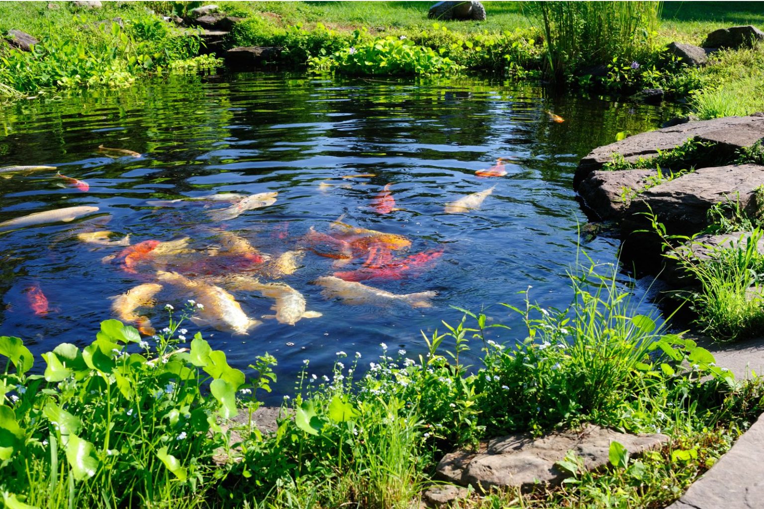 Low Maintenance Options for a Small Koi Pond